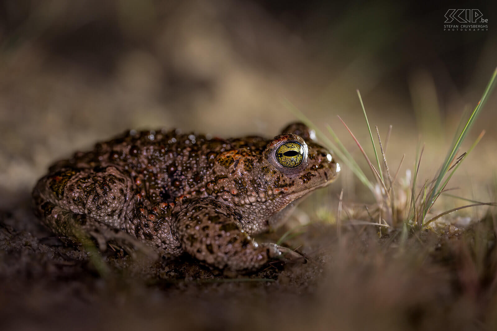 Amphibians - Natterjack toad The natterjack toad (Epidalea calamita) is a medium-sized toad with short legs is a pioneer species that mainly occurs in dune and heath areas. They have a characteristic yellow stripe on the back and colored spots.  Stefan Cruysberghs